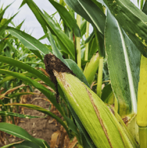 corn good for weight loss